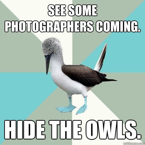 See some photographers coming. Hide the owls.  