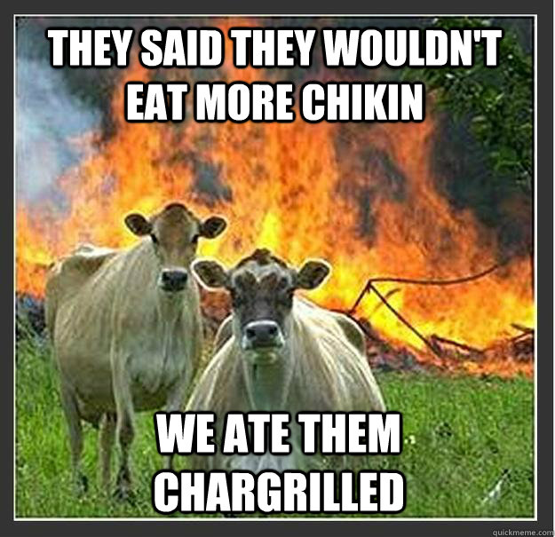 THEY SAID THEY WOULDN'T EAT MORE CHIKIN WE ATE THEM CHARGRILLED  Evil cows