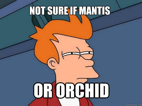 Not sure if mantis or orchid  Futurama Fry