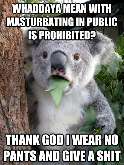 whaddaya mean with masturbating in public is prohibited? thank god i wear no pants and give a shit - whaddaya mean with masturbating in public is prohibited? thank god i wear no pants and give a shit  koala bear