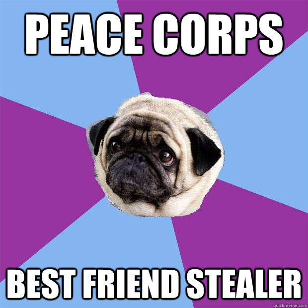 peace corps best friend stealer - peace corps best friend stealer  Lonely Pug