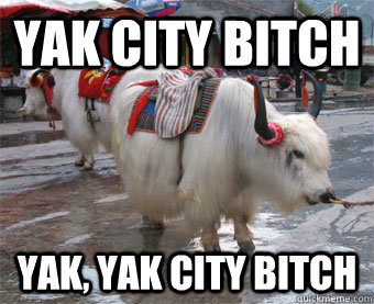 Yak City Bitch Yak, Yak City Bitch  Yaks