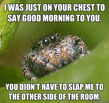 I was just on your chest to say good morning to you. You didn't have to slap me to the other side of the room. - I was just on your chest to say good morning to you. You didn't have to slap me to the other side of the room.  Misunderstood Spider