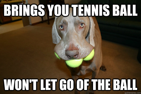 Brings you tennis ball won't let go of the ball  