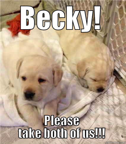Becky's Puppy - BECKY! PLEASE TAKE BOTH OF US!!! Misc