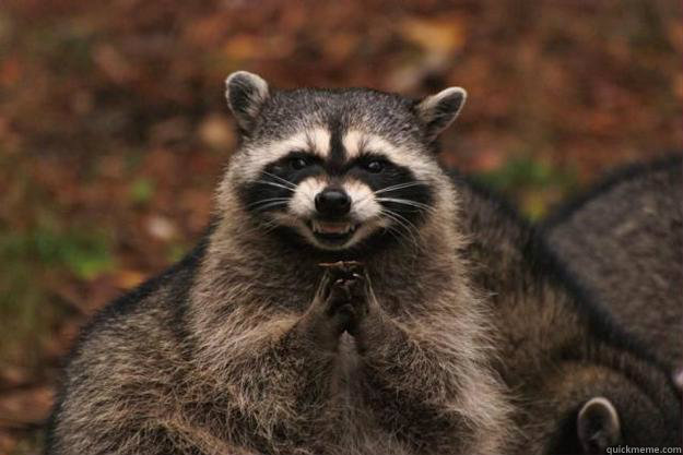 I like you! I think i will kill you last!  Evil Plotting Raccoon