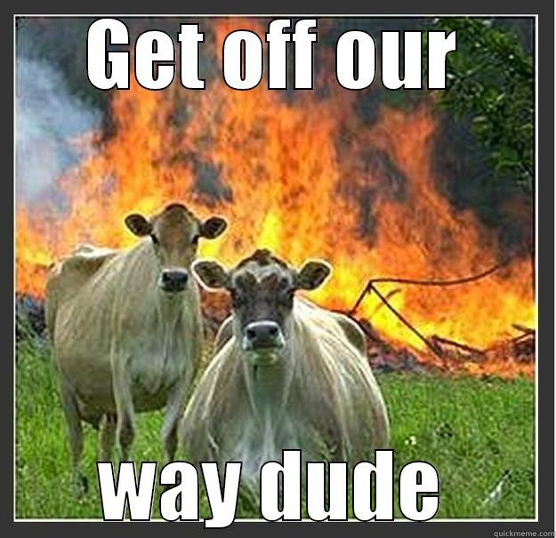 GET OFF OUR WAY DUDE Evil cows