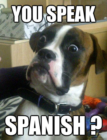 YOU SPEAK SPANISH ?  Baffled boxer