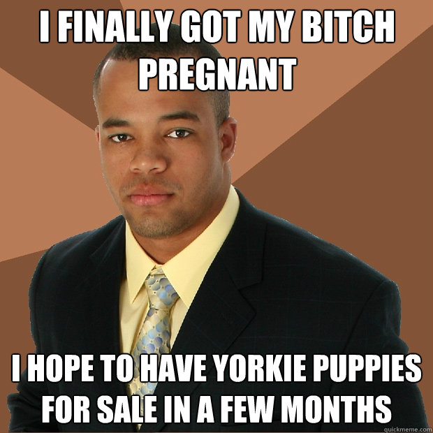 I finally got my bitch pregnant I hope to have yorkie puppies for sale in a few months - I finally got my bitch pregnant I hope to have yorkie puppies for sale in a few months  Successful Black Man