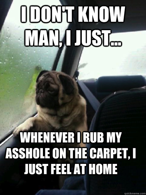 I don't know man, I just... whenever i rub my asshole on the carpet, i just feel at home  Introspective Pug