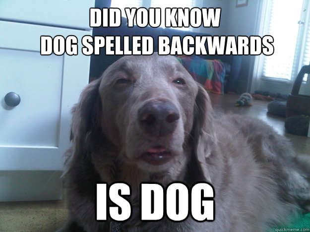 did you know
 dog spelled backwards is dog  10 Dog