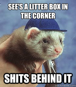 See's a litter box in the corner Shits behind it   Scumbag ferret