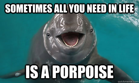 Sometimes all you need in life is a porpoise - Sometimes all you need in life is a porpoise  porpoise