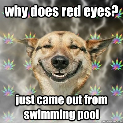 why does red eyes? just came out from swimming pool  Stoner Dog