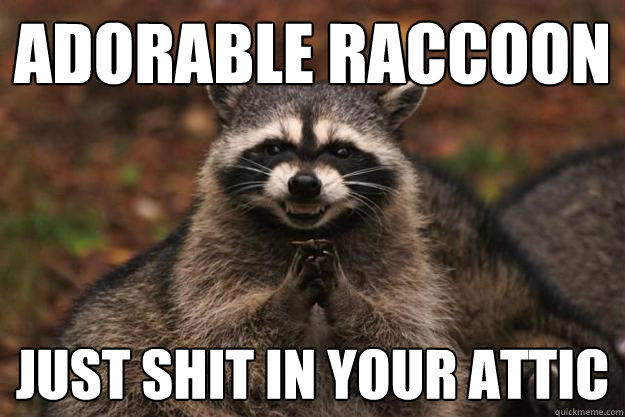 Adorable Raccoon just shit in your attic  Evil Plotting Raccoon