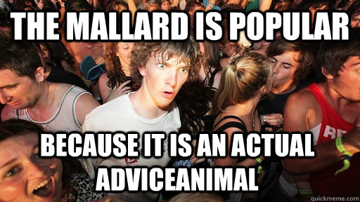 The mallard is popular because it is an actual adviceanimal  Sudden Clarity Clarence