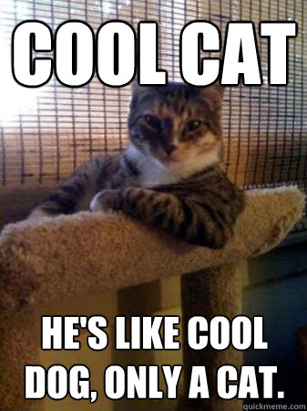 Cool Cat He's like cool dog, only a cat.  The Most Interesting Cat in the World