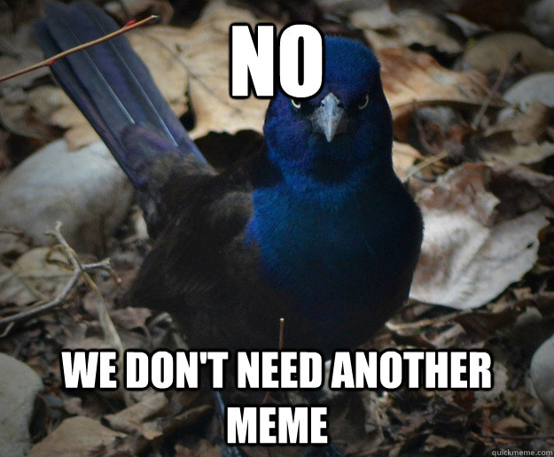 No we don't need another meme - No we don't need another meme  Disapproving Grackle