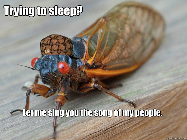  Let me sing you the song of my people. Trying to sleep?  Scumbag Cicada