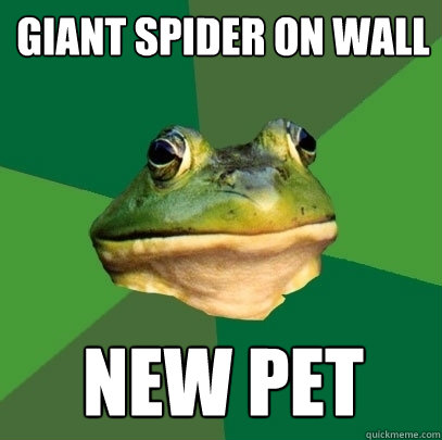 Giant spider on wall new pet  Foul Bachelor Frog