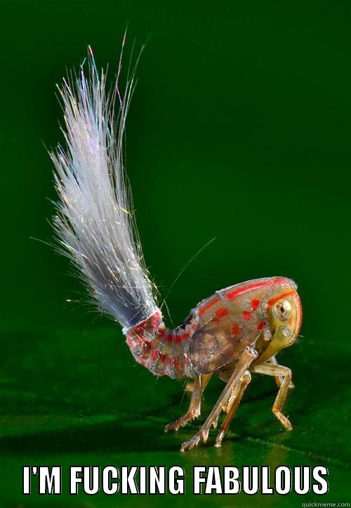 fabulous bug -      I'M FUCKING FABULOUS   Misc