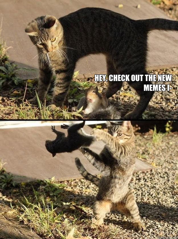 hey, check out the new memes i-  Annoying Squirrel