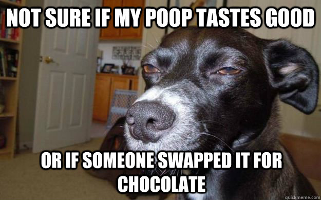 Not sure if my poop tastes good or if someone swapped it for chocolate  Skeptical Mutt