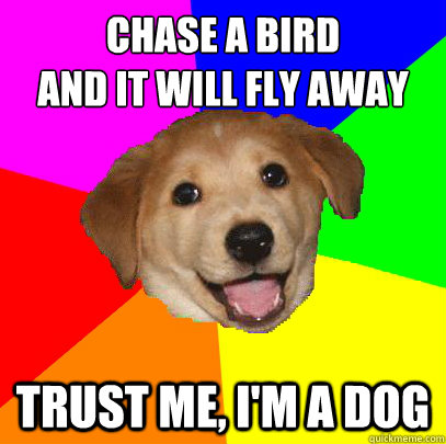 Chase a bird
and it will fly away trust me, I'm a dog  Advice Dog