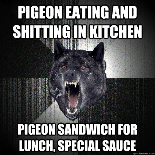 Pigeon eating and shitting in kitchen pigeon sandwich for lunch, special sauce - Pigeon eating and shitting in kitchen pigeon sandwich for lunch, special sauce  Insanity Wolf