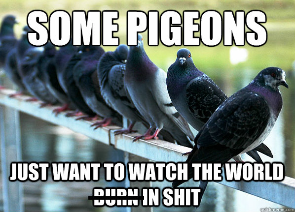   -    Some pigeons