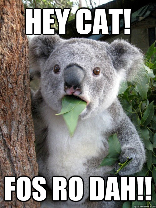 Hey cat! Fos ro dah!! - Hey cat! Fos ro dah!!  koala bear