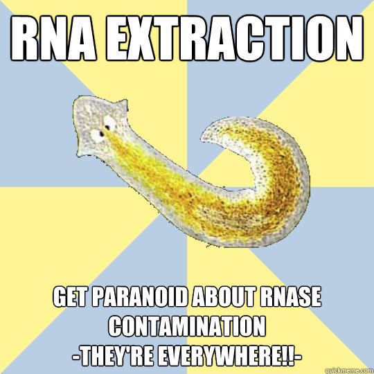 RNA extraction Get paranoid about RNAse contamination 
-They're everywhere!!-  Bio Major Planarian