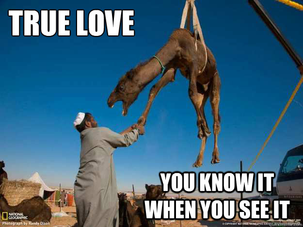 True love
 You know it when you see it  Intense Camel