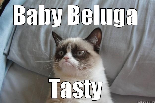 BABY BELUGA TASTY Grumpy Cat