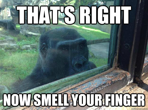 that's right now smell your finger - that's right now smell your finger  Creeper Gorilla