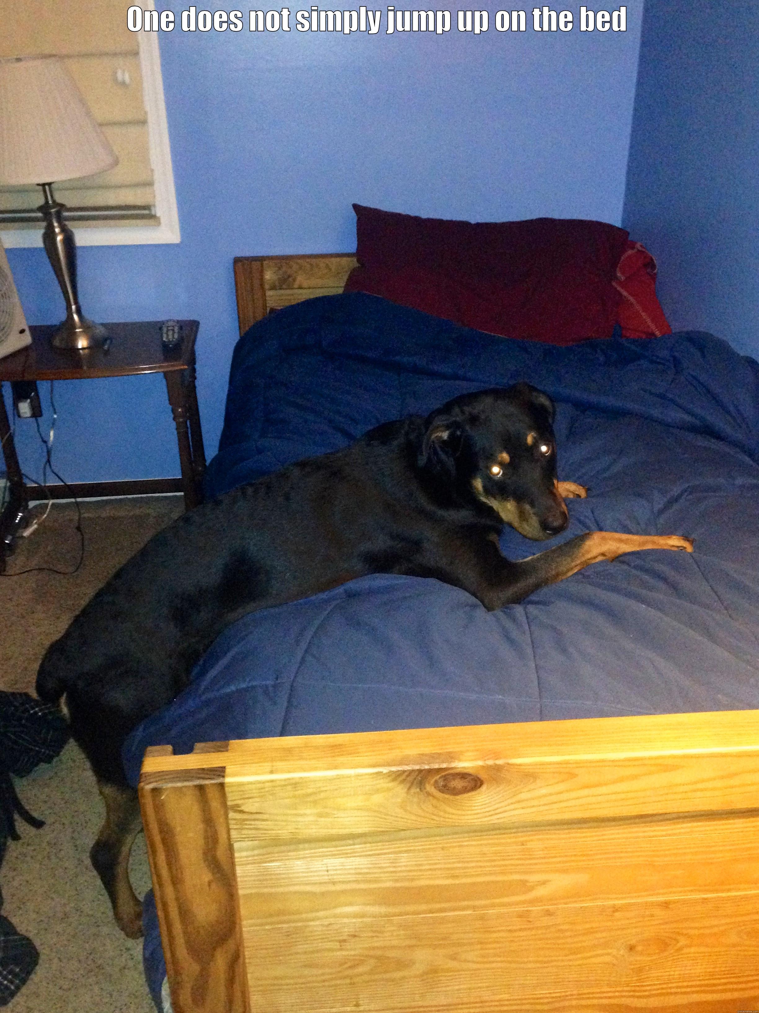 Lazy dog - ONE DOES NOT SIMPLY JUMP UP ON THE BED  Misc