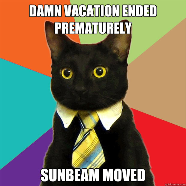 damn vacation ended prematurely sunbeam moved  Business Cat