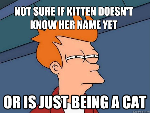 Not sure if kitten doesn't know her name yet or is just being a cat  Futurama Fry