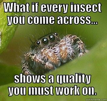 What if... - WHAT IF EVERY INSECT YOU COME ACROSS... SHOWS A QUALITY YOU MUST WORK ON. Misunderstood Spider