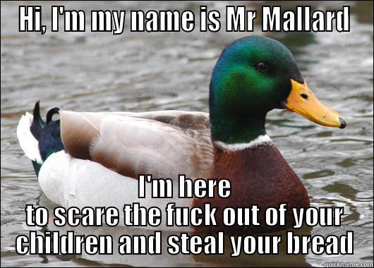 Mr Mallard - HI, I'M MY NAME IS MR MALLARD I'M HERE TO SCARE THE FUCK OUT OF YOUR CHILDREN AND STEAL YOUR BREAD Actual Advice Mallard