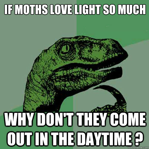 if moths love light so much why don't they come out in the daytime ?  Philosoraptor