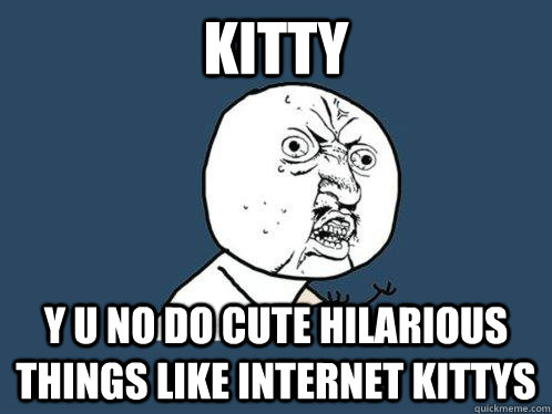 kitty  y u no do cute hilarious things like internet kittys  Y U No