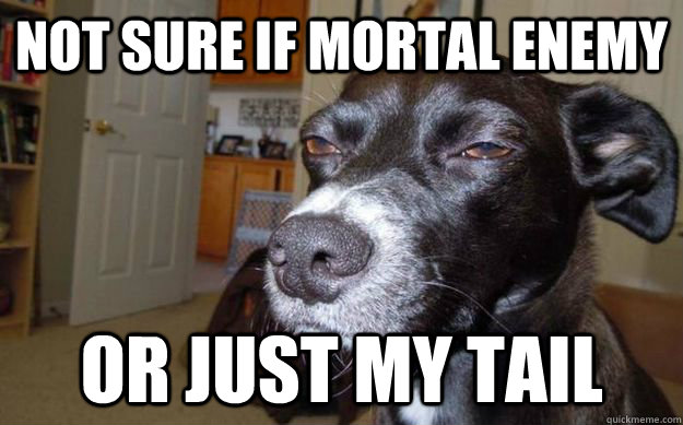 Not sure if mortal enemy Or just my tail  Skeptical Mutt