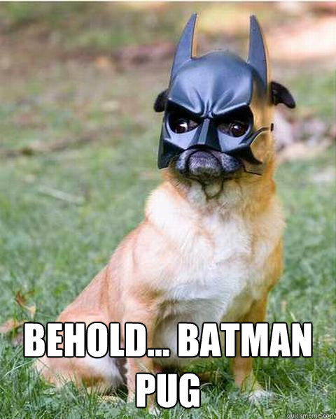  Behold... BATMAN PUG -  Behold... BATMAN PUG  Batman pug