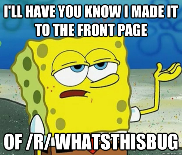 I'll have you know I made it to the front page of /r/ whatsthisbug  Tough Spongebob