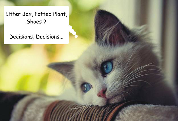 Litter Box, Potted Plant, Shoes ?

Decisions, Decisions...  