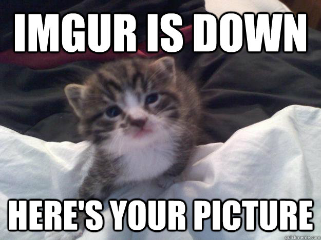 Imgur is down here's your picture - Imgur is down here's your picture  kitty
