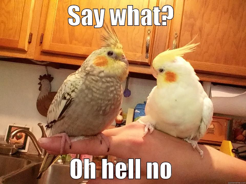 new birds - SAY WHAT? OH HELL NO Misc