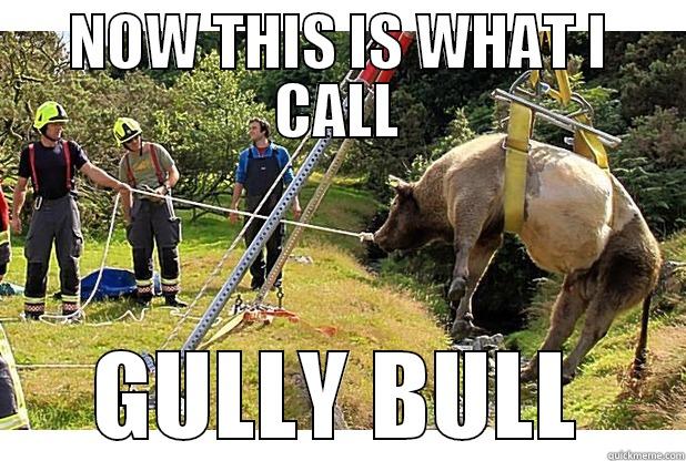 NOW THIS IS WHAT I CALL GULLY BULL Misc