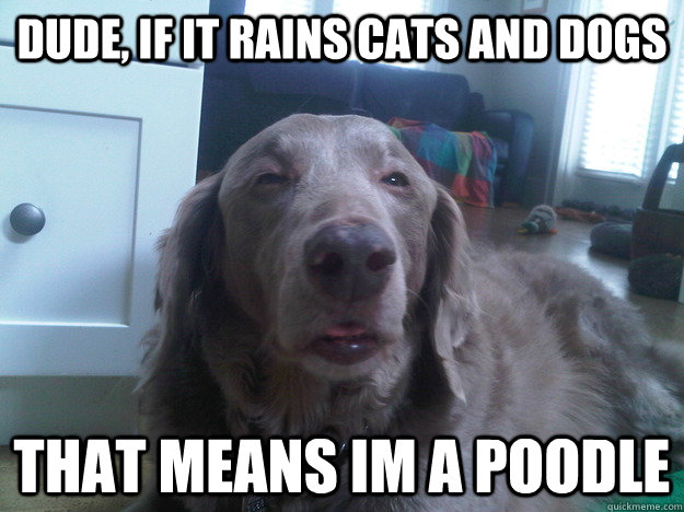 dude, if it rains cats and dogs that means im a poodle  10 Dog